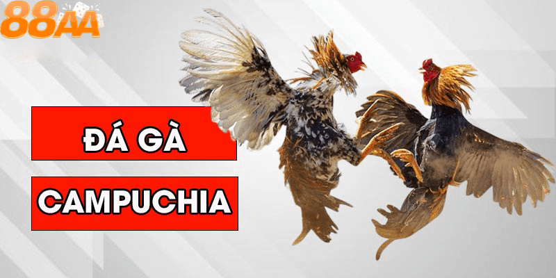 Giới thiệu về đá gà Campuchia 88aa - Trên đỉnh của cuộc chơi thể thao mạo hiểm
